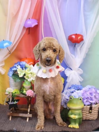 20230627ぶるくん